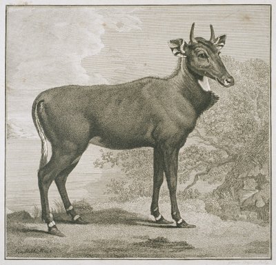 Plate of the Nyl-ghan, engraved by James Basire (1730-1802) by George Stubbs